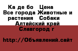 Ка де бо › Цена ­ 25 - Все города Животные и растения » Собаки   . Алтайский край,Славгород г.